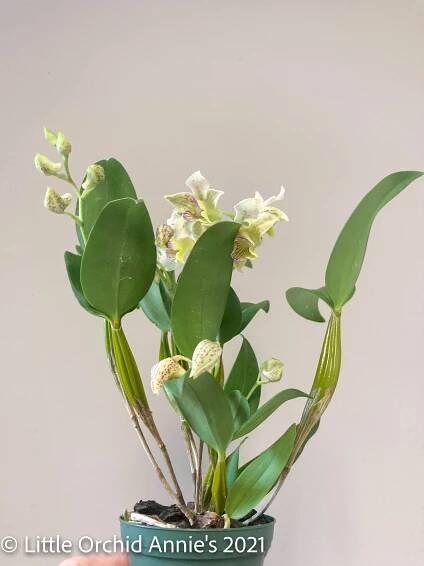 Dendrobium Chocolate Chip
