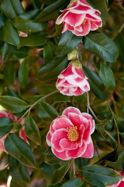 Christmas Carol Camellia