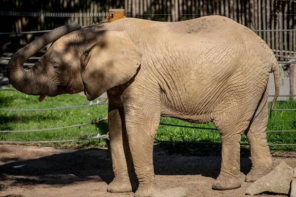 Návštěvnický rekord i řada odchovů. Zoo Zlín hlásí nejlepší rok v historii