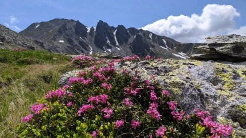 Pohled na Vrchol Peleaga z údolí Valea Rea a kvetoucí rododendron