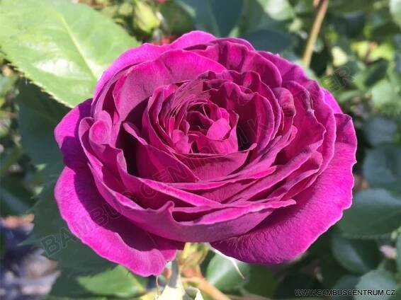 Rosa ‚Minerva‘ – růže keřová