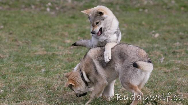 1. sraz A-Buddywolf - Buddywolf