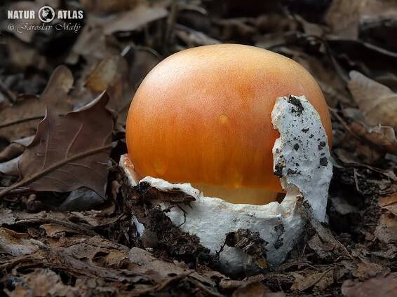 muchomůrka císařka (Amanita caesarea)
