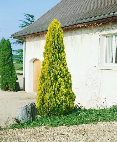 Thuja orientalis ´Pyramidalis Aurea´ , Zerav východní, 15-20 cm, K9