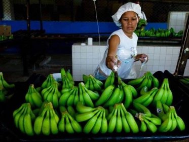 Příprava kolumbijských banánů na export, ilustrační foto