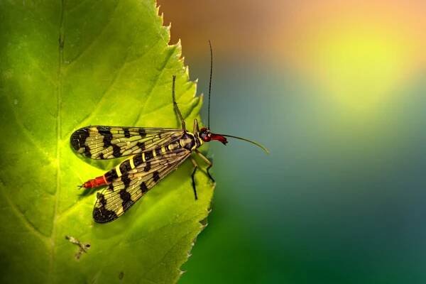 Scorpion Fly (Panorpa communis)