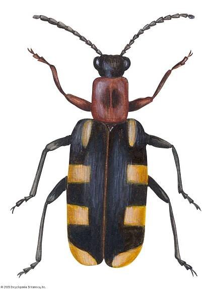 Asparagus beetle