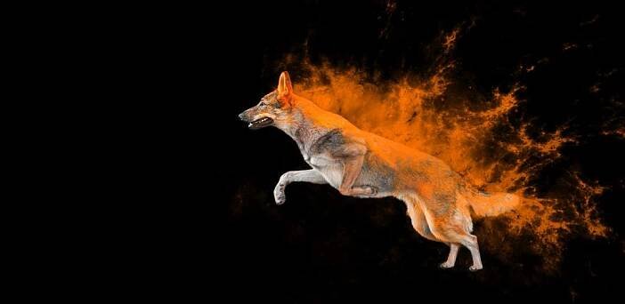 Profesionální focení psů: zachyťte kouzlo okamžiku Čistá u Horek Wolves Photographers - Vít Antoš • Firmy.cz