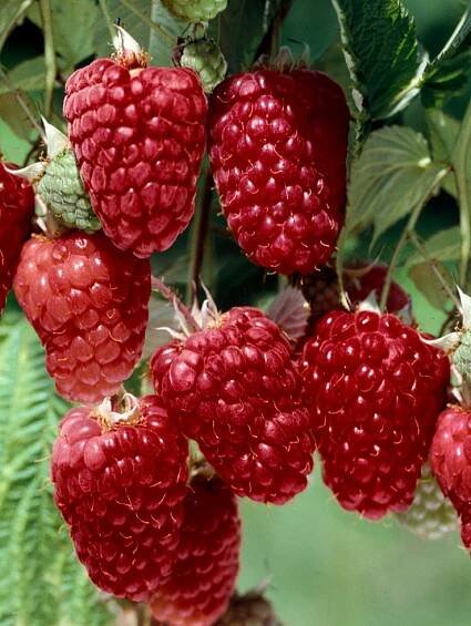 Rubus fruticosus ´Tayberry Buckingham´ / Malinoostružina, 20-30 cm, K11