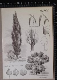 Grafické listy - listnaté a jehličnaté stromy - 18 ks - Starožitnosti a umění