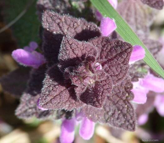 Hluchavka nachová (Lamium purpureum)