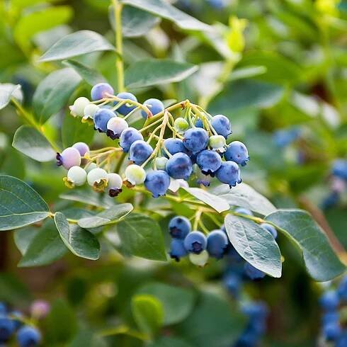 Borůvka kanadská – Vaccinium corymbosum – osivo borůvky