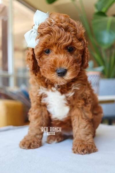 Leela + Enzo — Red Ranch Dogs