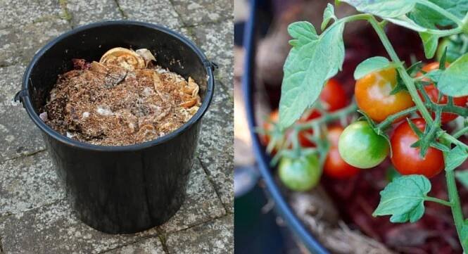 10 Coolest Heirloom Tomatoes To Grow This Year