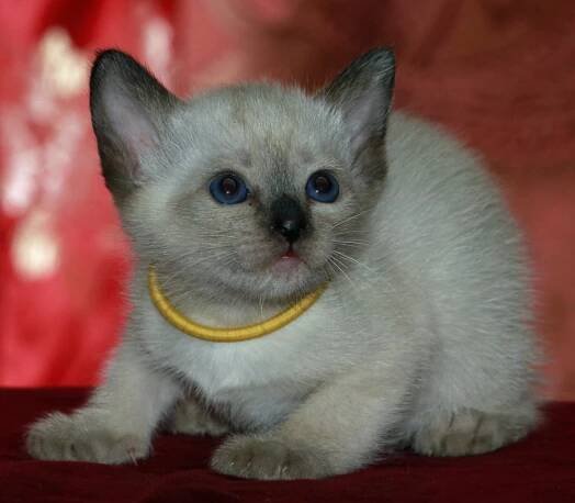 Felicia’s Kittens at Four Weeks