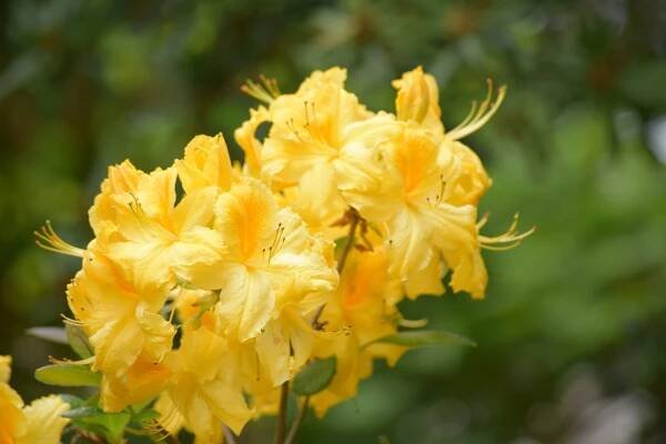 rhododendron-flower-g1d6d3d64b_1920