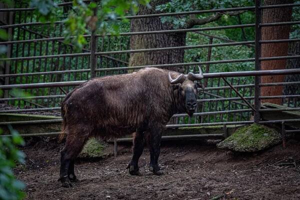 Chomutovský zoopark zdraží od ledna vstupné. Jezero má být za lidovou cenu