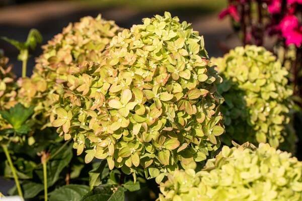 Rispenhortensie 'Little Lime' • Hydrangea paniculata 'Little Lime'