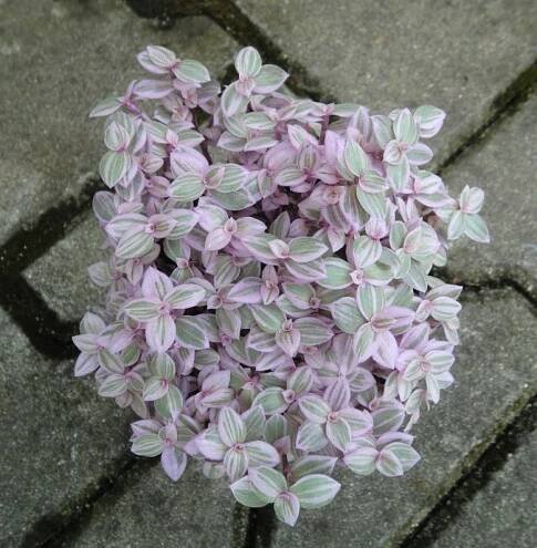 Callisia Rosato "Pink Lady"