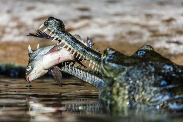 Soubor:Gaviál indický zoo praha 2.jpg