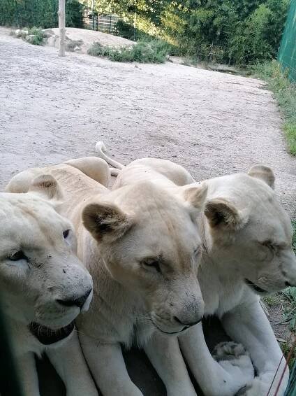 Podívejte se, kdo všechno žije v borovanské Zoo Dvorec