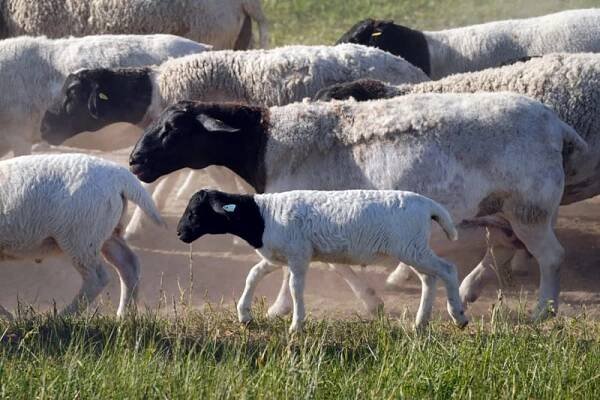 Kolik stojí ovce Merino?