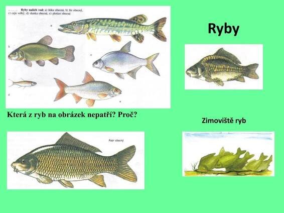 PPT - II/ Studenokrevní živočichové PowerPoint Presentation, free download - ID:4189539
