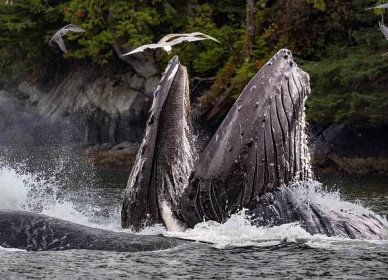 Humpback whale feeding.