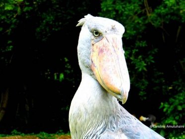 A shoebill stork- A bird that looks like a dinosaur