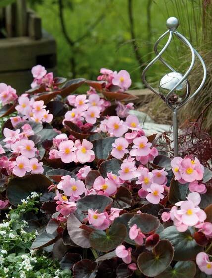 Begonia semperflorens "Cocktail brandy"