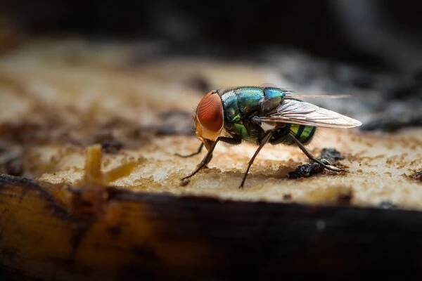 Mouchy si napravují reputaci. Vědci z nich umí vyrobit biologicky rozložitelný plast
