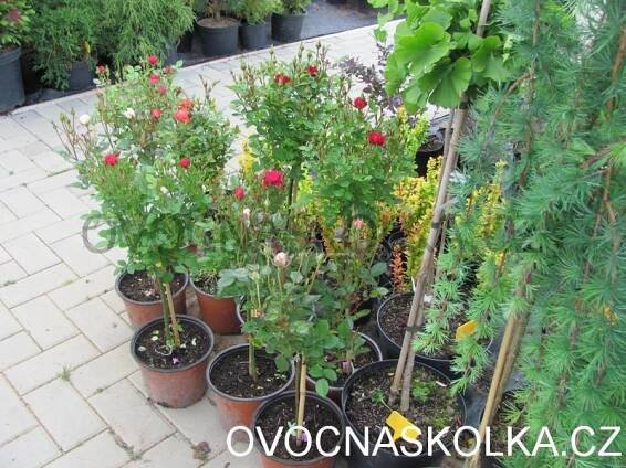 FOTOGALERIE | UKÁZKA PĚSTOVANÝCH ROSTLIN | ovocné stromky