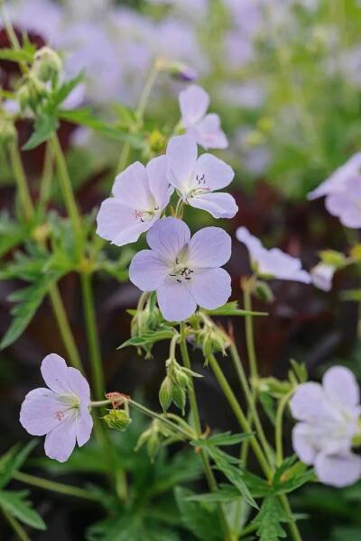 Geranium pratense 'Wisley Blue'