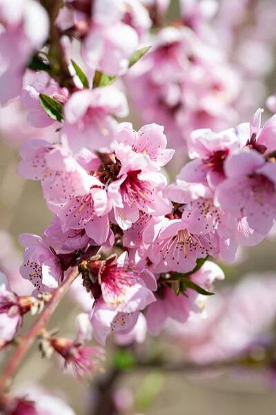 blooming peach