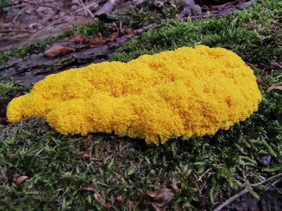 Fuligo Septica