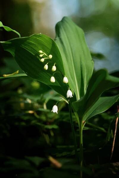 Konvalinka vonná (Convallaria majalis)