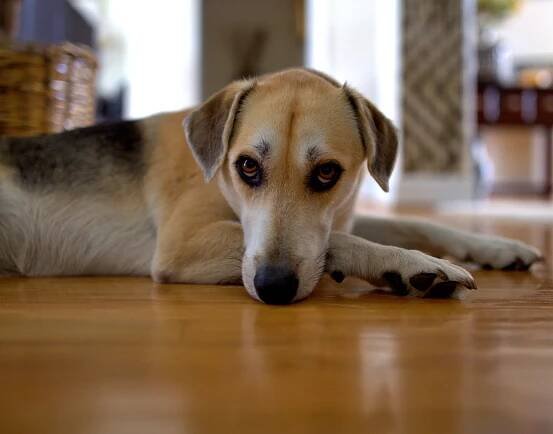 Reasons Why Your Dog Whines and How to Stop It