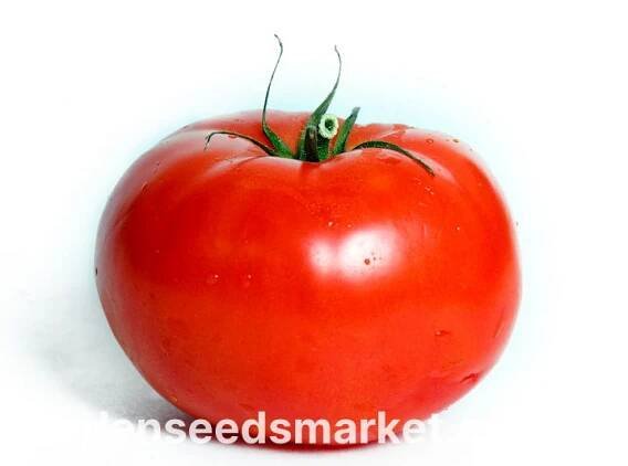 Rajčata "Giant" - Lycopersicon esculentum Mill - semena – Garden Seeds Market | Doprava zdarma