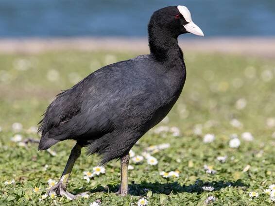  - Eurasian Coot