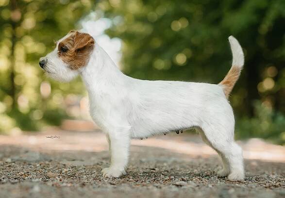 ODCHOVY – Jack Russell teriér od Hadího potoka