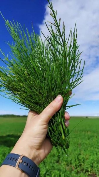 Přeslička - křemík v hlavní roli :: Vinařství Bystřický