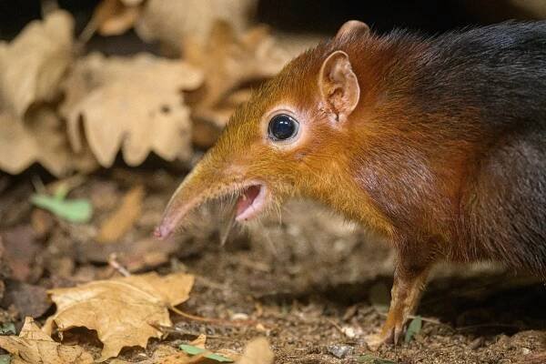 Nový obyvatel v Zoo Praha – vzácný bércoun Petersův