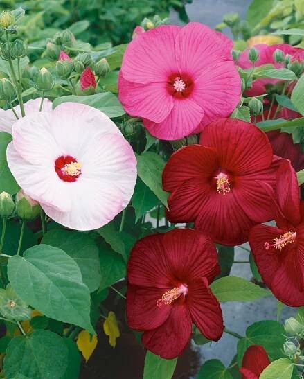 Hibiscus moscheutos , Velkokvětý ibišek směs, bal. 5 s