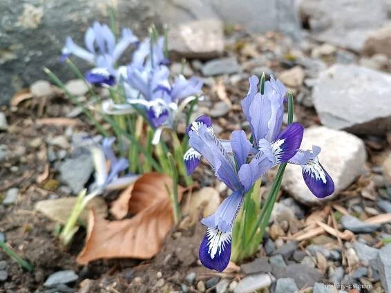 Kosatec síťkovaný Clairette - Iris reticulata