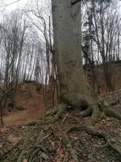 Bozena Sudakova - Libhošťská hůrka (494 m) #1 - Vrcholovka.cz