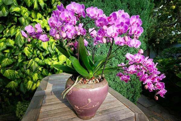 Jak zachránit orchidej? Umírající orchidej donutí k dalšímu a bujnému kvetení správná péče: Držte se několika zásad