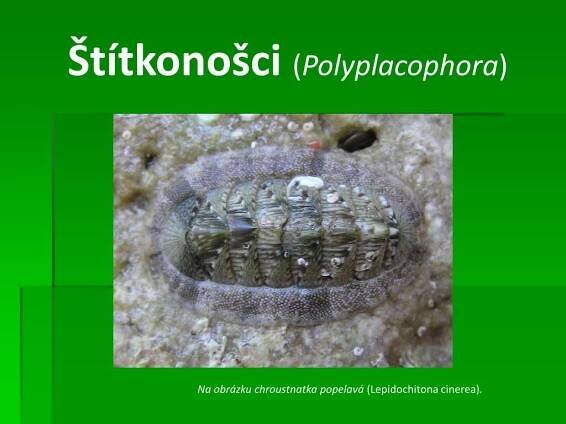 PPT - Měkkýši ( Mollusca ) PowerPoint Presentation, free download - ID:4827102