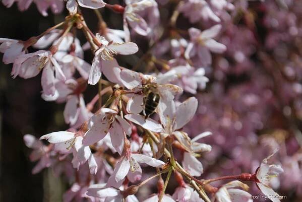 Slivoň chloupkatá Pendula (Prunus subhirtella)