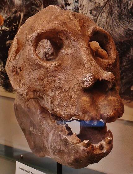 Archaeoindris