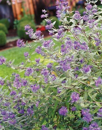 12 Summer-Flowering Shrubs That Are Super Easy to Grow